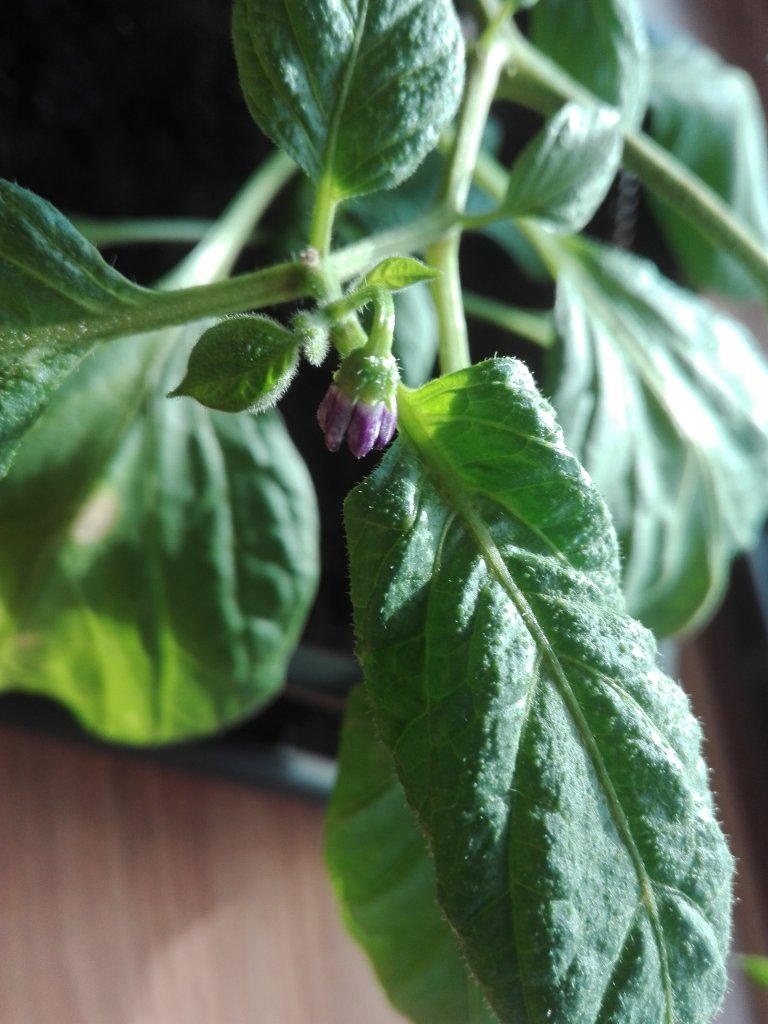 Giant Rocoto