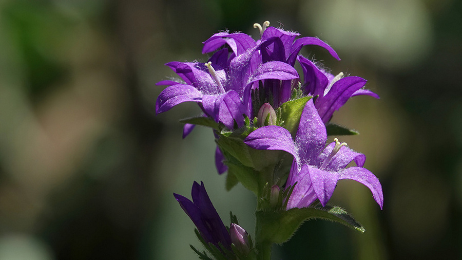 Glockenblume