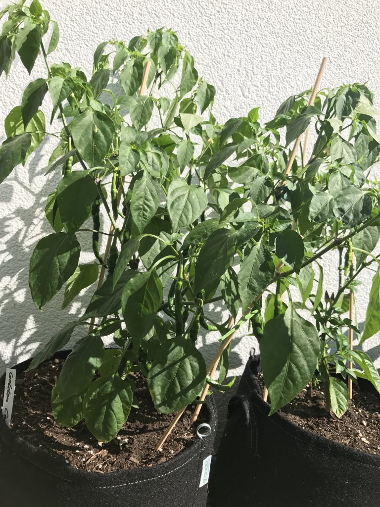 Golden Cayenne