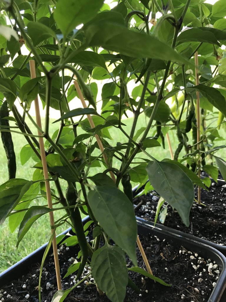 Golden Cayenne