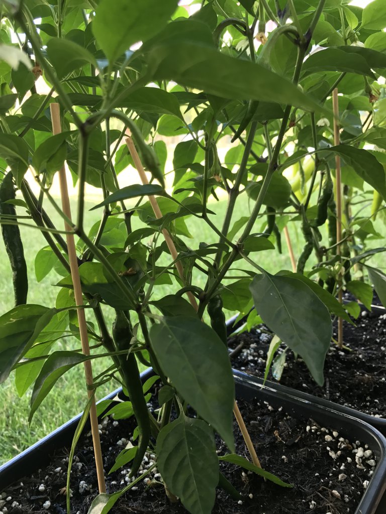 Golden Cayenne