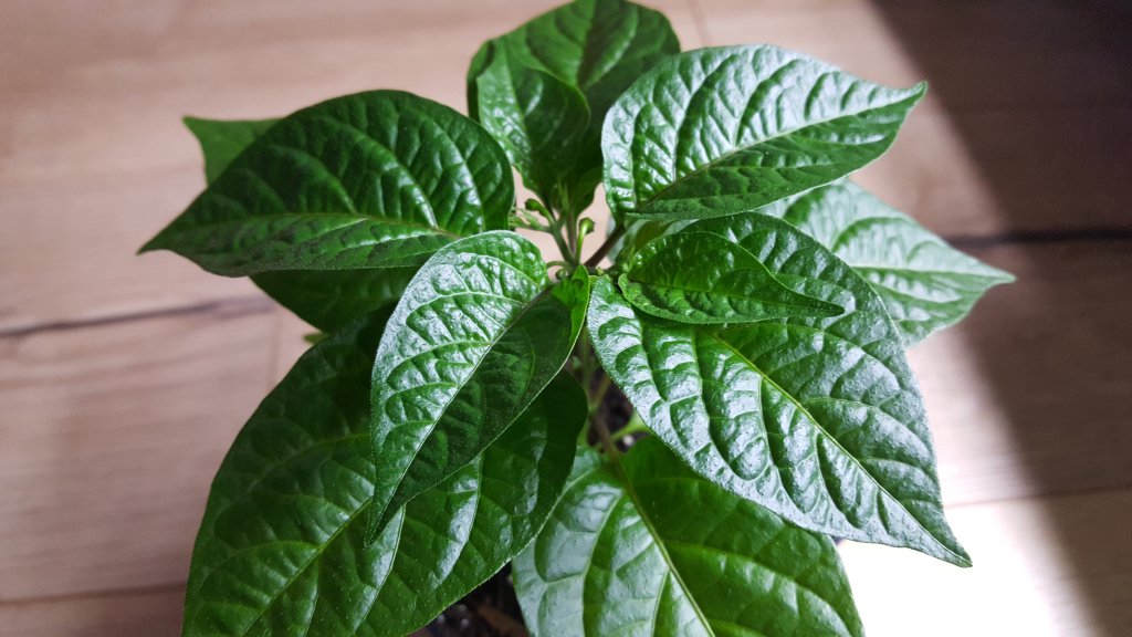 Golden Limon F4 Nr.5 01.04.18
