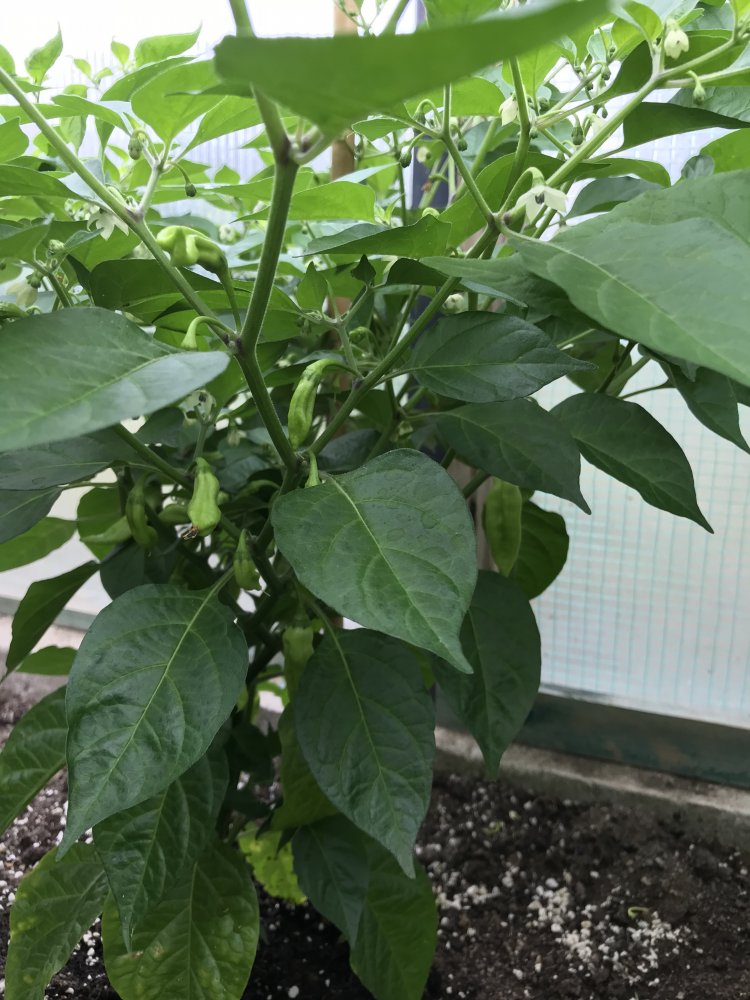 Golden Limon F5