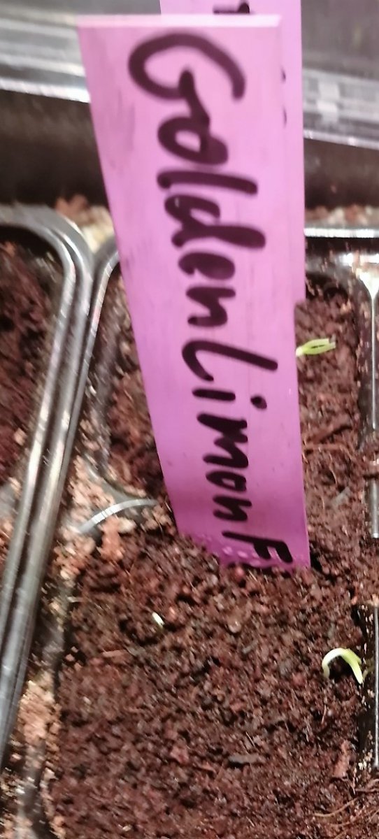 Golden Limon F8