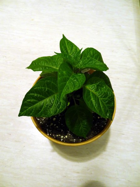 Golden_Limon_F3_long_20160103