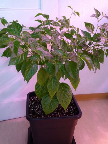 Golden_Limon_F3_long_20160312