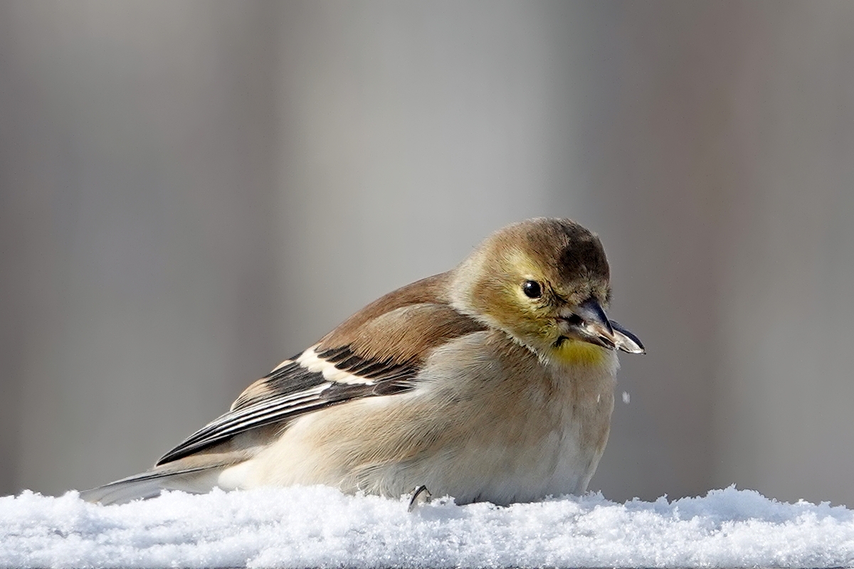 Goldfinch