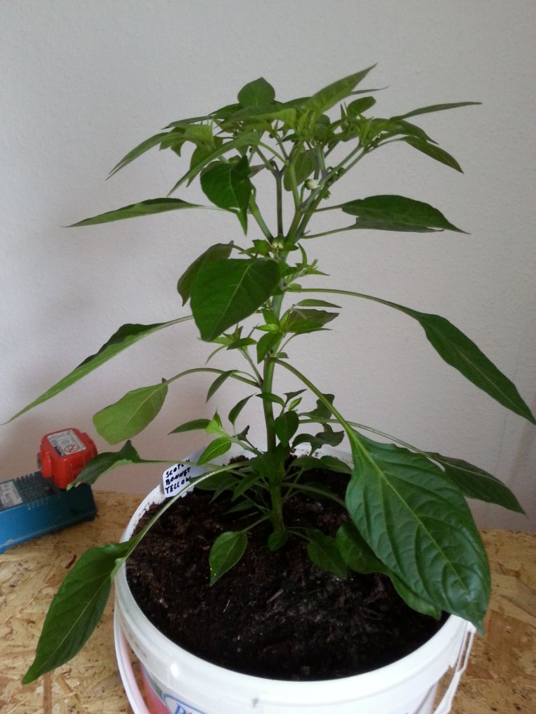 Gr Scotch Bonnet Gelb Von Dehner