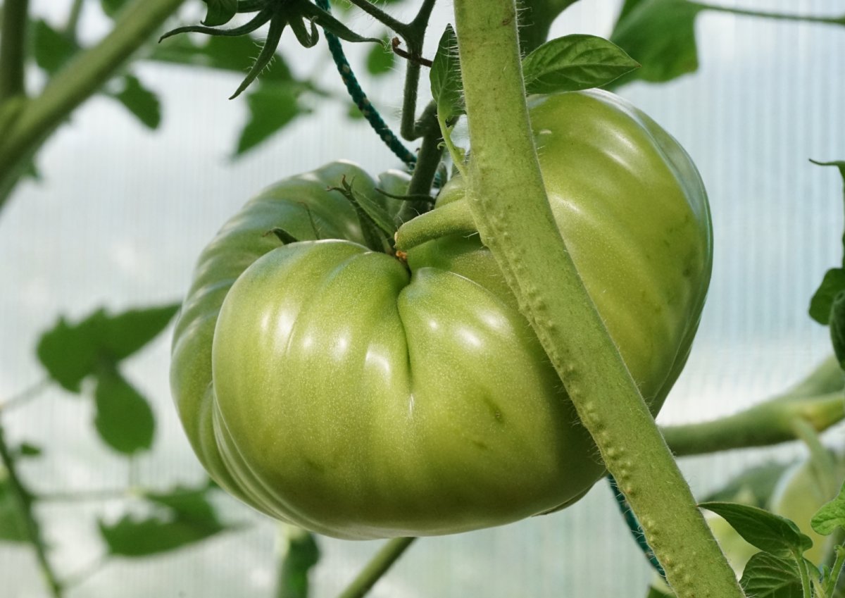 große Tomate (grün).jpg