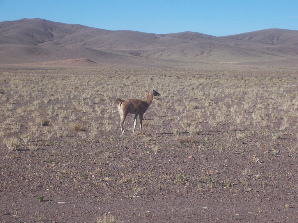 Guanaco