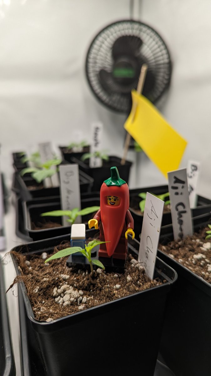 Guardian of the Chilis