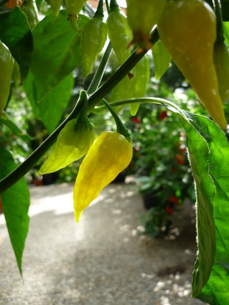 Habanero Africa