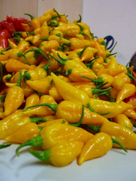 Habanero Afrika