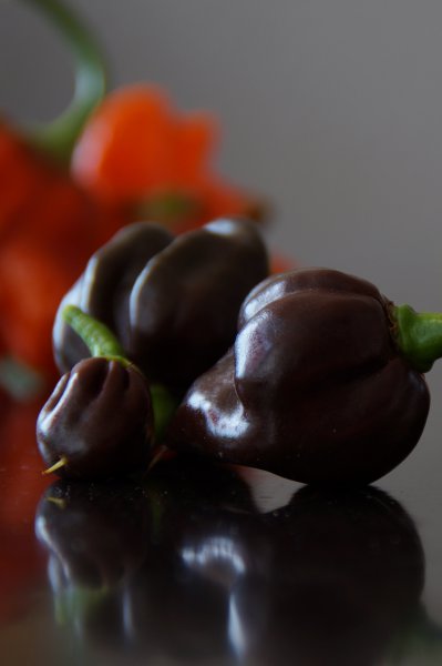 Habanero Brown Large