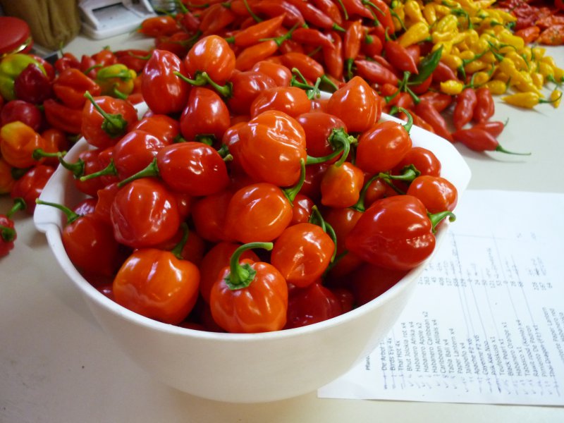 Habanero Caribbean