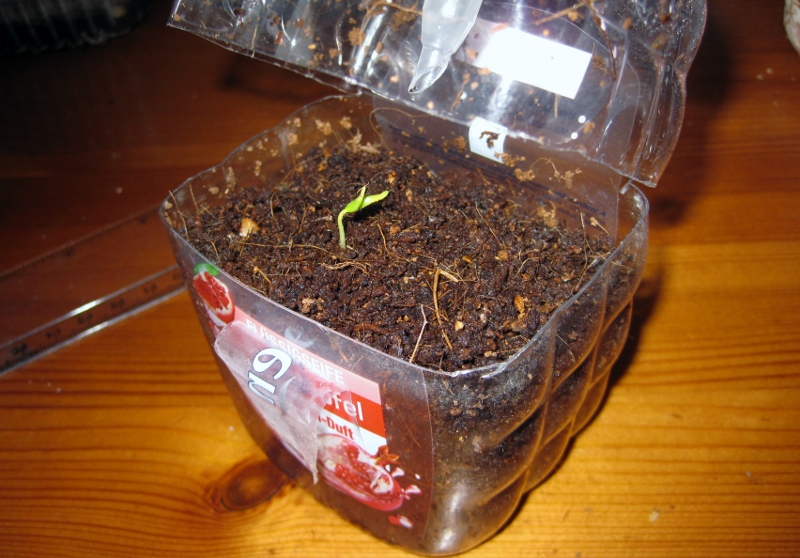 Habanero choko keimt
