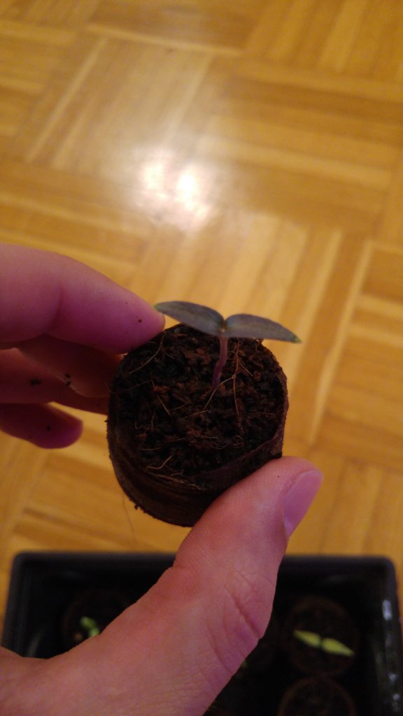 Habanero dunkle Blätter