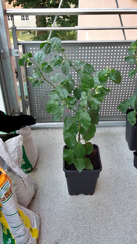 Habanero Ebony Giant neue Schuhe
