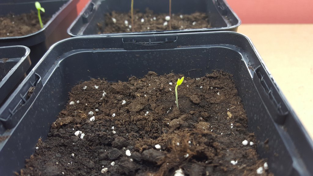 Habanero El Remo