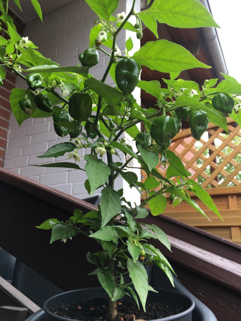 habanero mexican orange