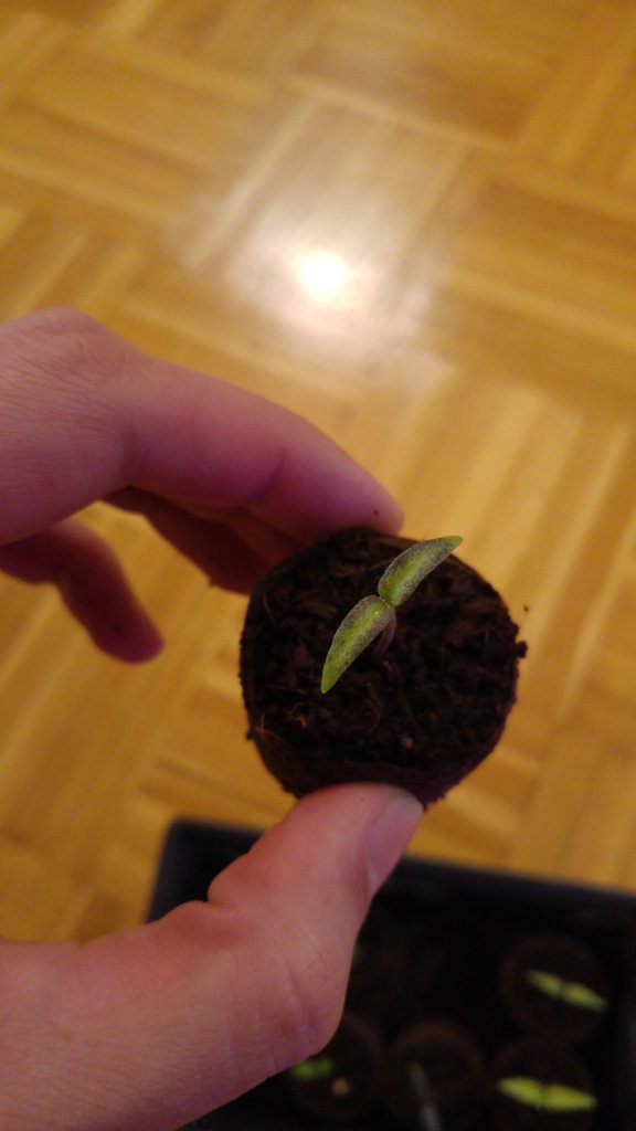Habanero mittlere Blätter