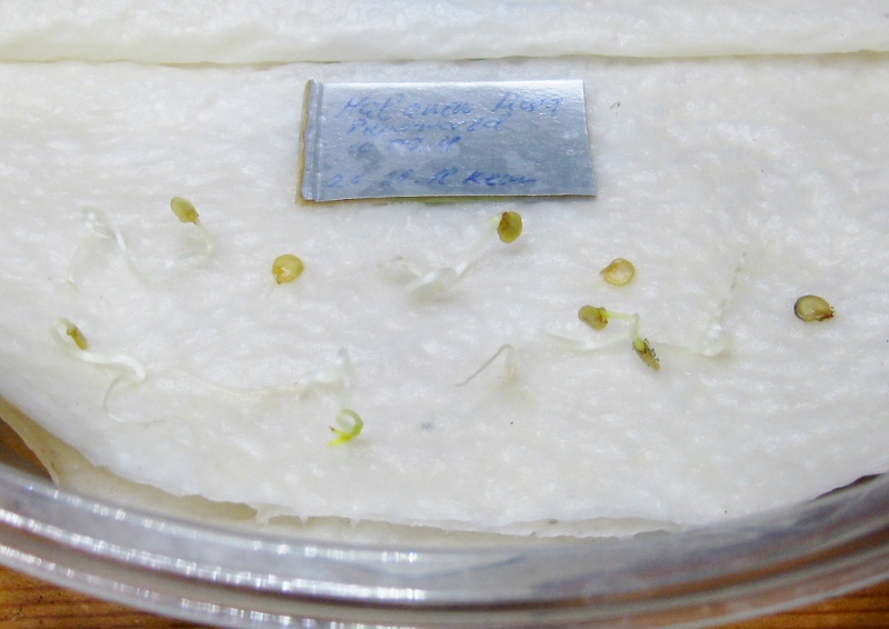Habanero Mora keimt...