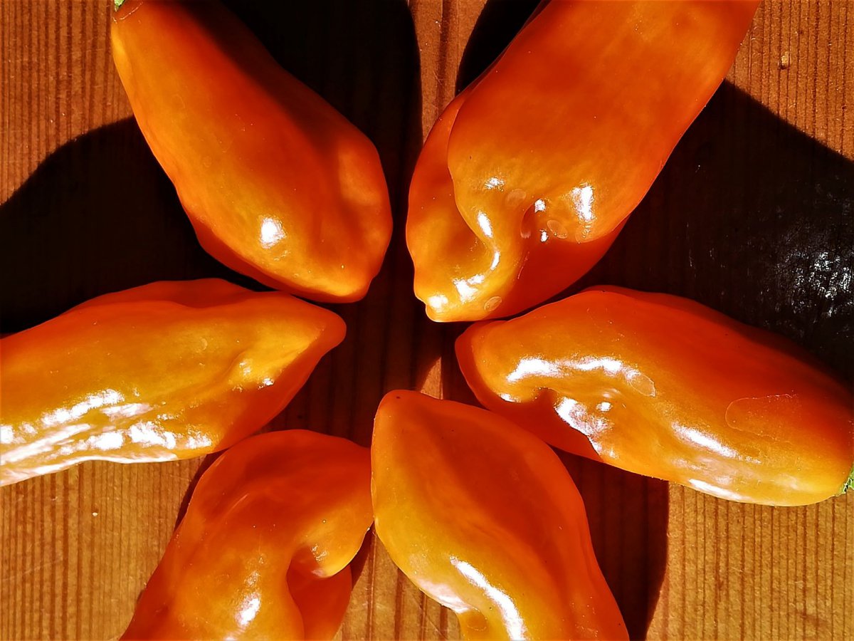 Habanero Mora