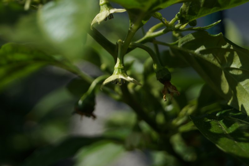 Habanero Numero Diez