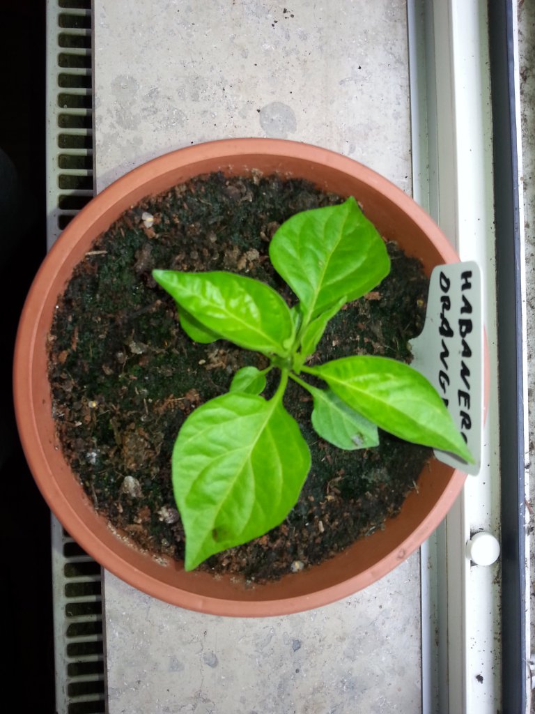 Habanero Orange 1