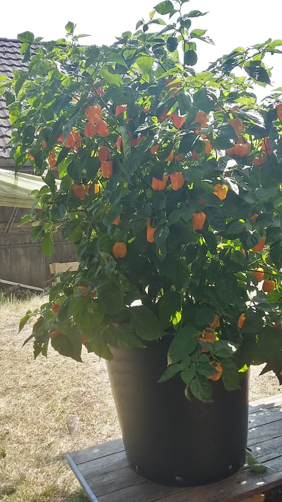 Habanero Orange im 7ten Jahr