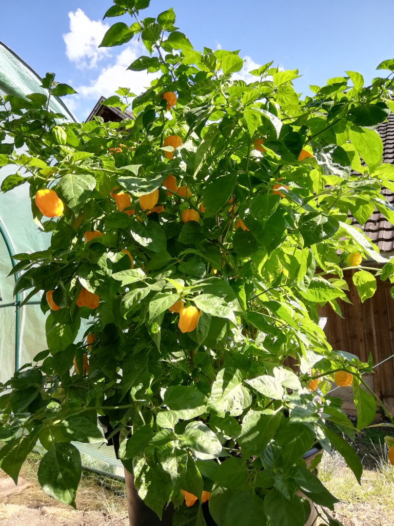 Habanero Orange im 7ten Jahr