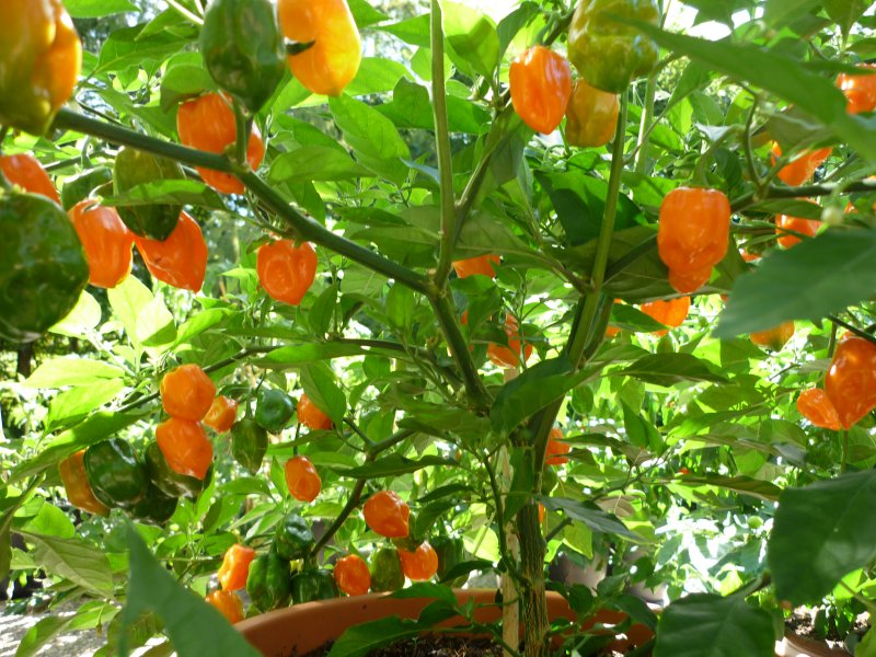 Habanero Orange