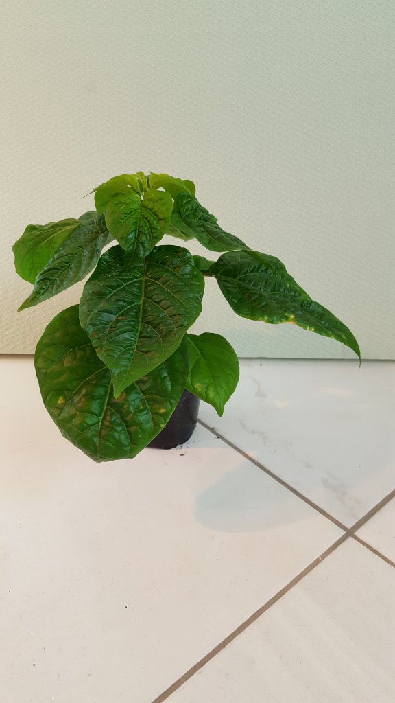 Habanero orange