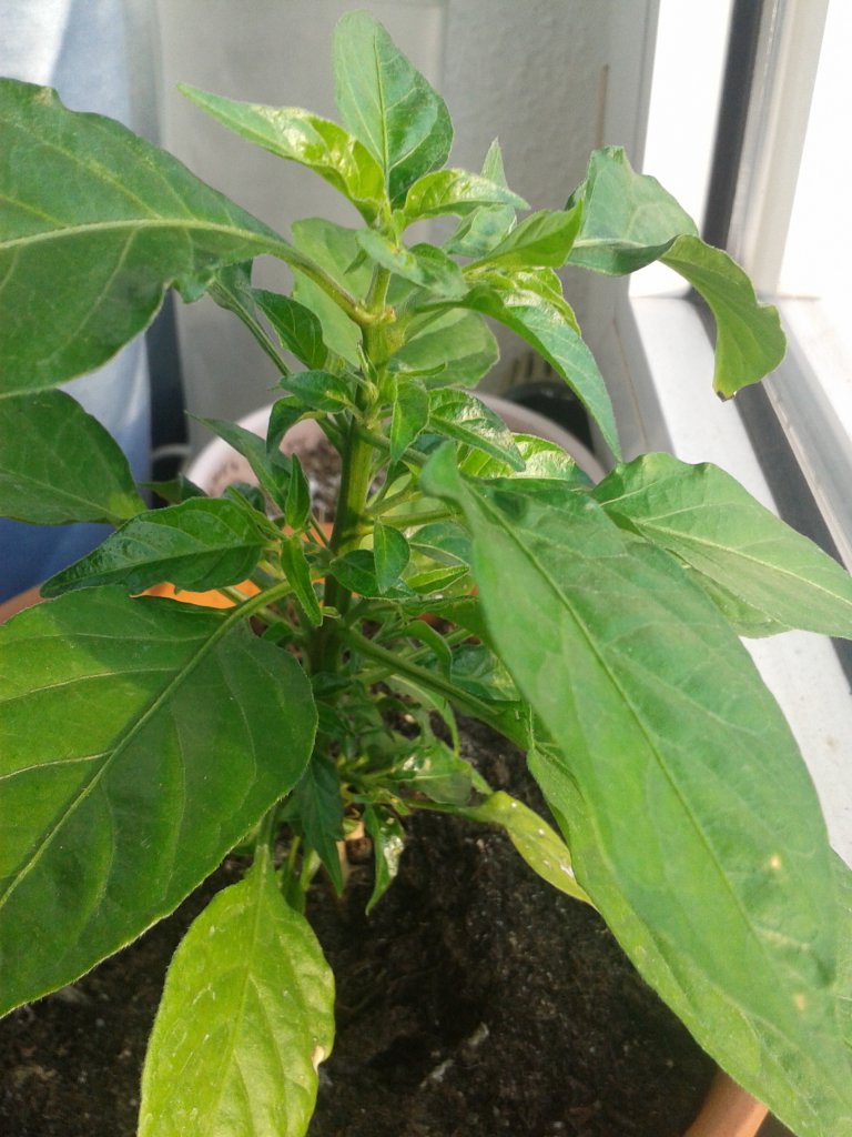 Habanero Orange