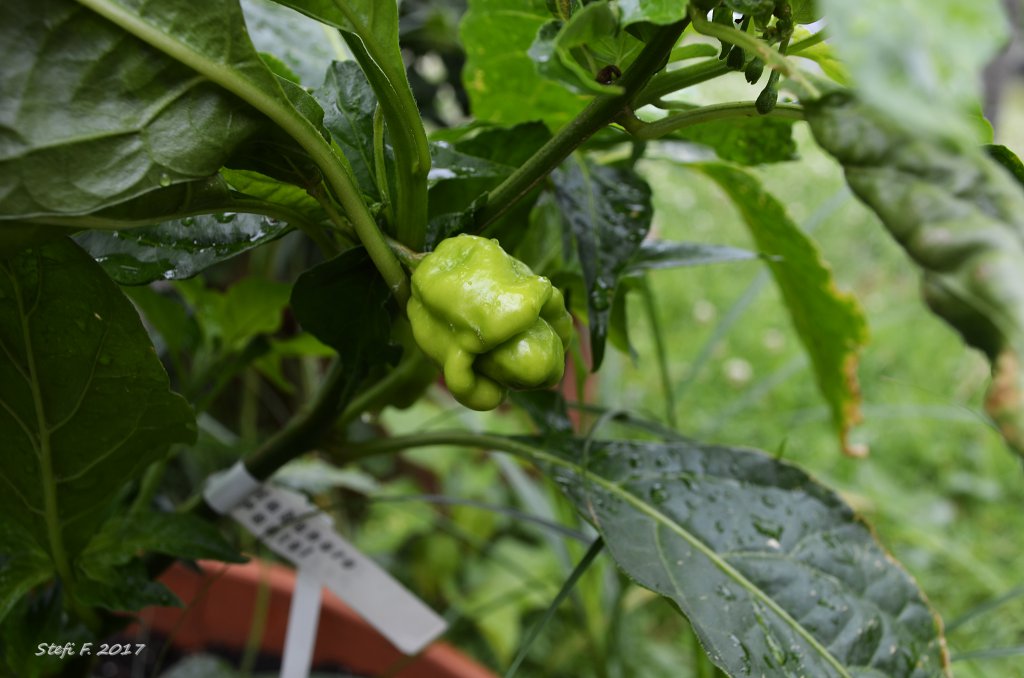 Habanero Pastel