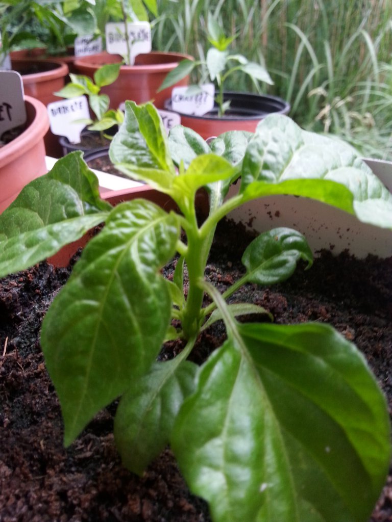 Habanero Red 1
