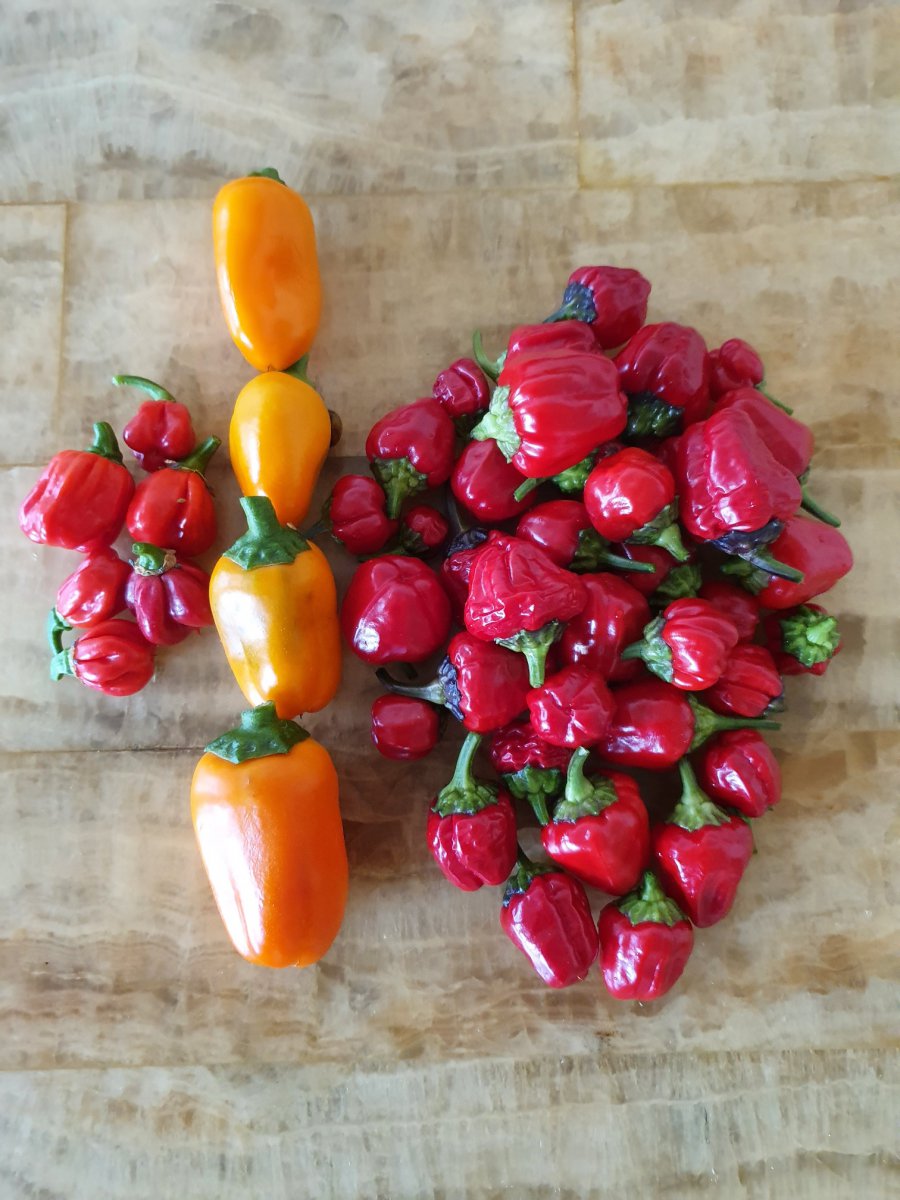 Habanero Rot - Snackpaprika Hamik - Black Scorpion Tongue