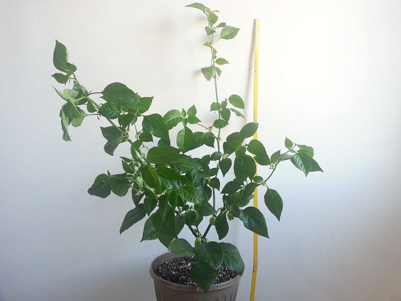 Habanero Surinam Yellow