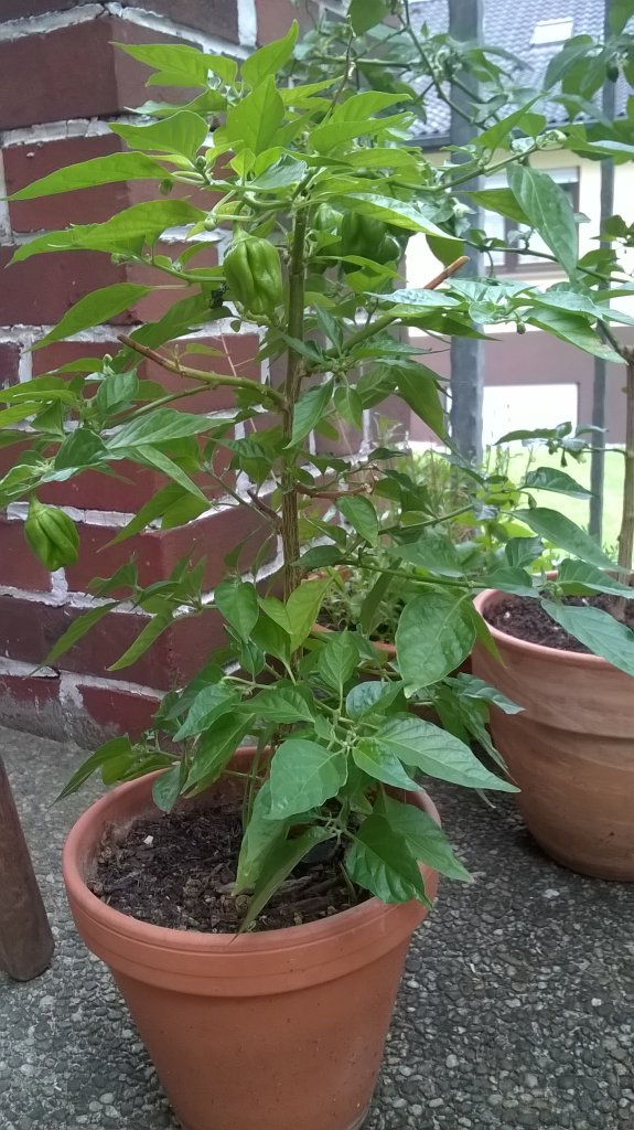 Habanero Überwinterer
