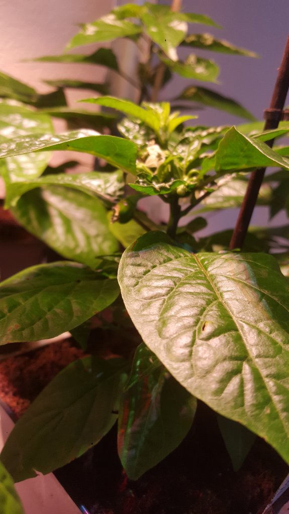 Habanero Weiß