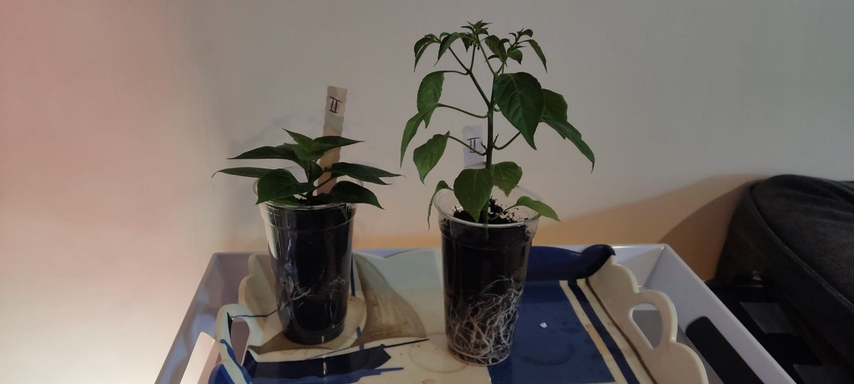 Habanero