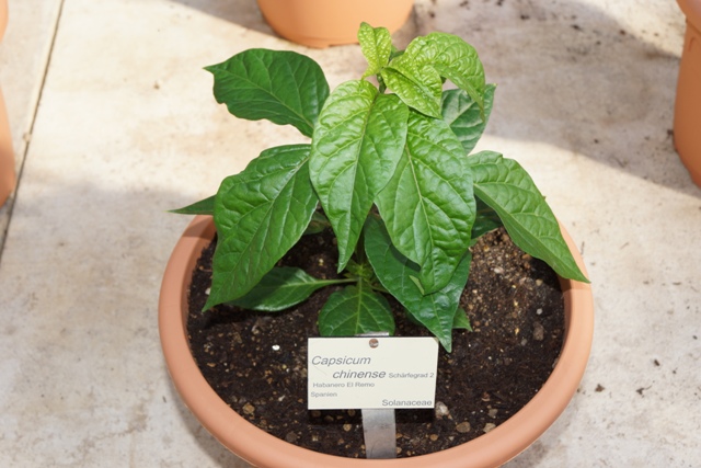 Habanero_EL_Remo.JPG