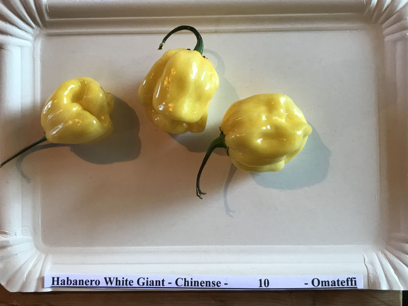 Habanero_White_Giant