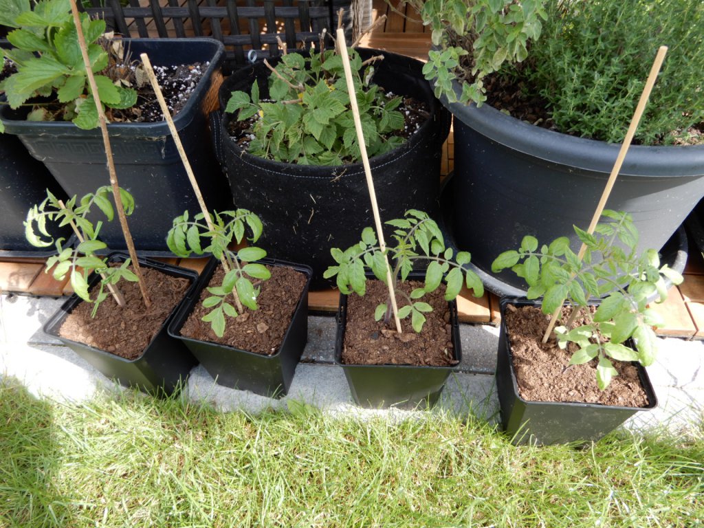 Hängetomate Tumbling Tom Red