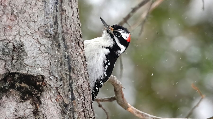 Hairy Woodpecker