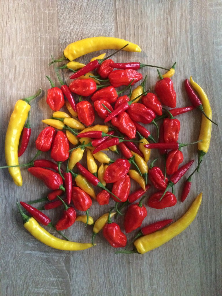 Heutige Ernte