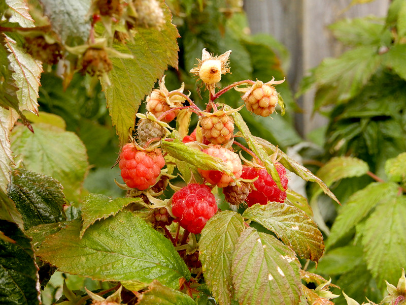 Himbeeren