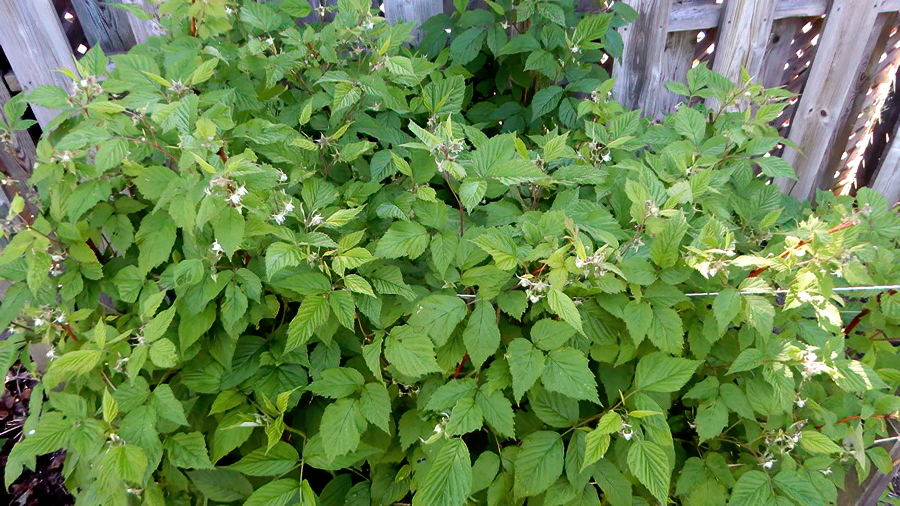Himbeeren