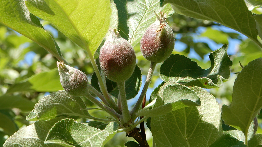 Honey Gold Apfel