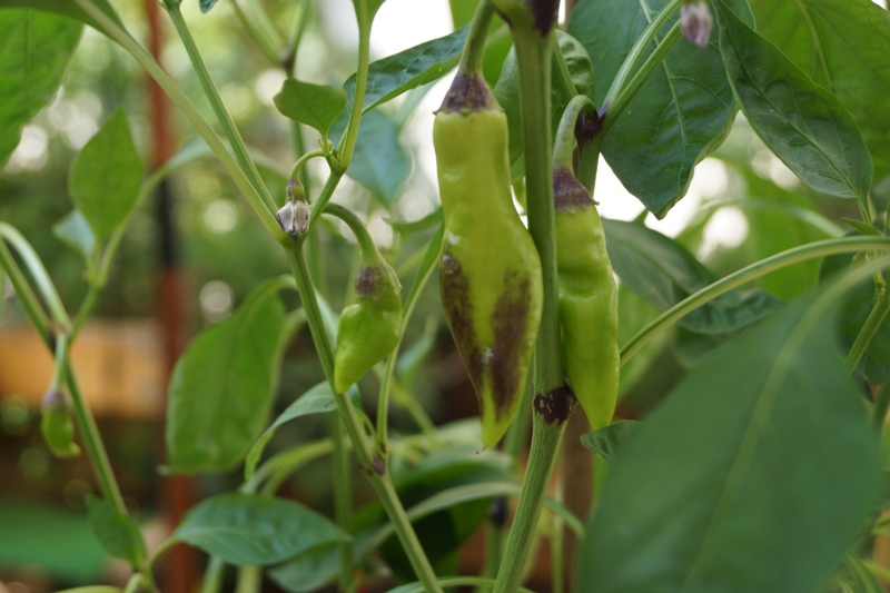 Hopp1_Beeren.JPG